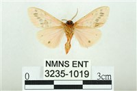 三條橙燈蛾藏品圖，第2張