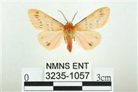 三條橙燈蛾藏品圖，第1張