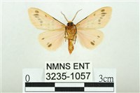 三條橙燈蛾藏品圖，第2張