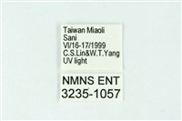 三條橙燈蛾藏品圖，第3張