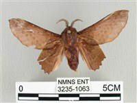 臺灣枯葉蛾藏品圖，第1張