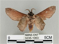 臺灣枯葉蛾藏品圖，第2張