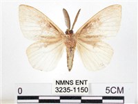 木毒蛾藏品圖，第2張