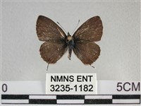 波灰蝶藏品圖，第1張