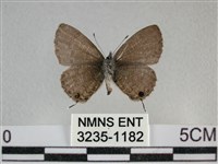 波灰蝶藏品圖，第2張