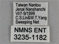 波灰蝶藏品圖，第3張