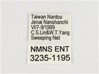 小紋青斑蝶藏品圖，第3張
