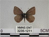 波灰蝶藏品圖，第1張