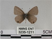 波灰蝶藏品圖，第2張