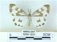 粉蝶燈蛾藏品圖，第1張