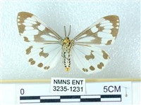 粉蝶燈蛾藏品圖，第2張