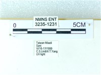 粉蝶燈蛾藏品圖，第3張