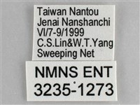 網絲蛺蝶、石牆蝶藏品圖，第3張