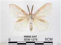 木毒蛾藏品圖，第1張