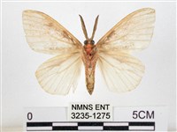 木毒蛾藏品圖，第2張