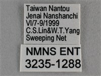 波灰蝶藏品圖，第3張