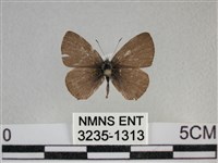 波灰蝶藏品圖，第1張