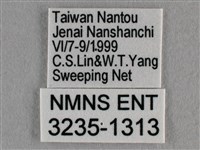 波灰蝶藏品圖，第3張