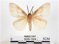 木毒蛾藏品圖，第2張