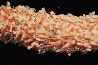 麥氏棘羽海鰓藏品圖，第2張