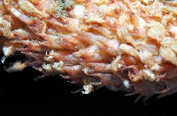 麥氏棘羽海鰓藏品圖，第3張