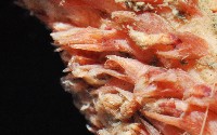 麥氏棘羽海鰓藏品圖，第4張
