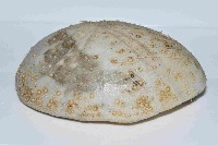 大脆心形海膽藏品圖，第3張