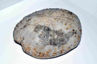 大脆心形海膽藏品圖，第4張