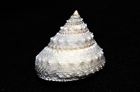 白鐘螺藏品圖，第4張