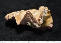 鋸齒牡蠣藏品圖，第3張