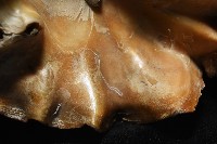 鋸齒牡蠣藏品圖，第4張