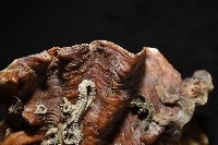 鋸齒牡蠣藏品圖，第5張