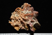 鋸齒牡蠣藏品圖，第6張