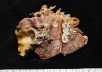 鋸齒牡蠣藏品圖，第7張
