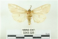 赭新污燈蛾藏品圖，第2張