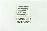 赭新污燈蛾藏品圖，第3張