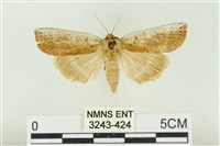 臺洒波紋蛾藏品圖，第1張