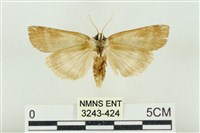 臺洒波紋蛾藏品圖，第2張