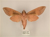 背中白天蛾藏品圖，第2張