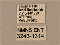 背中白天蛾藏品圖，第3張