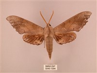 栗六點天蛾藏品圖，第1張