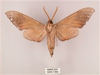 栗六點天蛾藏品圖，第2張