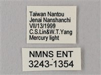 栗六點天蛾藏品圖，第3張