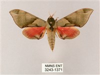 榆綠天蛾藏品圖，第1張