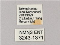 榆綠天蛾藏品圖，第3張