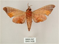 黑角六點天蛾藏品圖，第2張