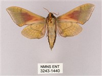 榆綠天蛾藏品圖，第2張