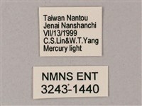 榆綠天蛾藏品圖，第3張