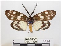 蓬萊茶斑蛾藏品圖，第1張