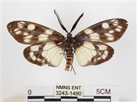 蓬萊茶斑蛾藏品圖，第2張